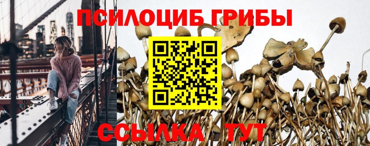 Псилоцибиновые грибы Magic Shrooms  где купить наркотик  Тихорецк  Вход с VPN 